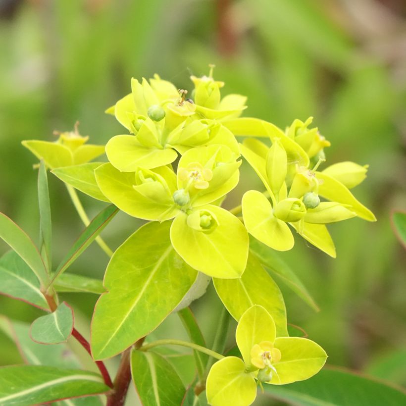 Tyräkki - Euphorbia cornigera (Kukinta)