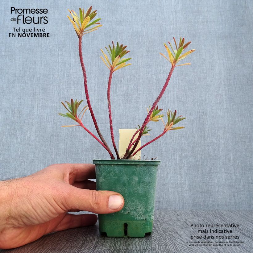 Esimerkki syksyllä toimitetusta Tyräkki - Euphorbia nicaeensis 8/9 cm taimiruukku-taimesta