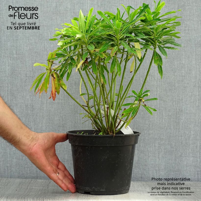 Esimerkki syksyllä toimitetusta Mesityräkki - Euphorbia mellifera 2 litran/3 litran ruukku-taimesta