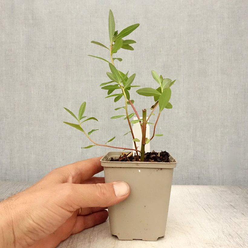 Esimerkki kesällä toimitetusta Rantatyräkki Walenburg's Glory Taimiruukku 8/9 cm-taimesta