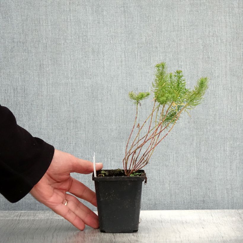 Esimerkki syksyllä toimitetusta Tarhatyräkki - Euphorbia cyparissias 8/9 cm taimiruukku-taimesta