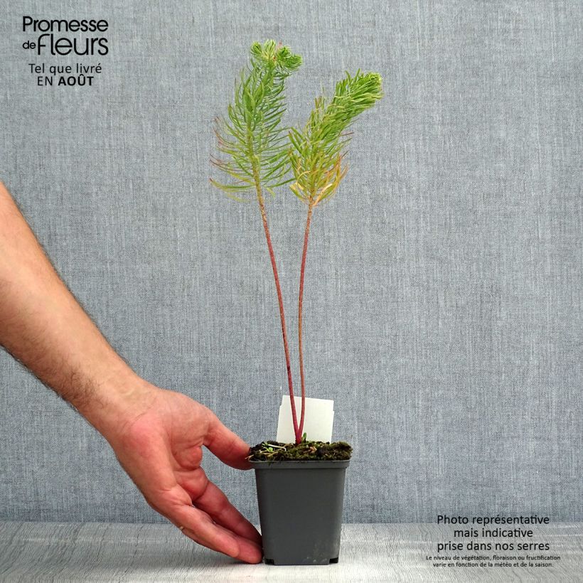 Esimerkki kesällä toimitetusta Tarhatyräkki - Euphorbia cyparissias Godet de 8/9 cm-taimesta