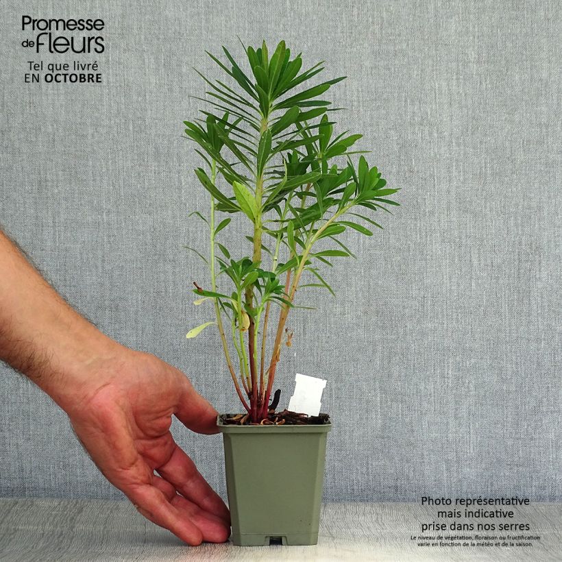 Esimerkki syksyllä toimitetusta Tyräkki - Euphorbia x martinii 8/9 cm taimiruukku-taimesta