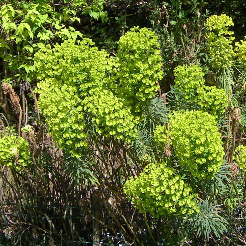 Vahatyräkki - Euphorbia characias (Kukinta)