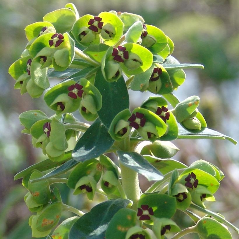 Vahatyräkki Black Pearl (Kukinta)