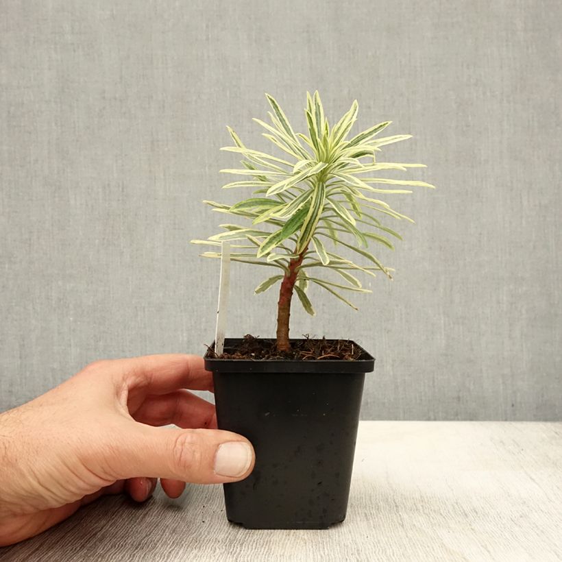 Esimerkki syksyllä toimitetusta Vahatyräkki Emmer Green 8/9 cm taimiruukku-taimesta