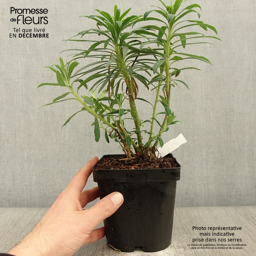 Esimerkki syksyllä toimitetusta Vahatyräkki - Euphorbia characias 2 litran/3 litran ruukku-taimesta