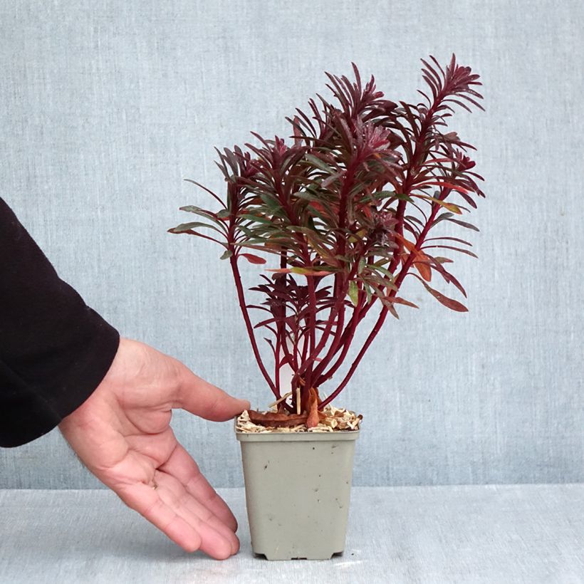 Esimerkki syksyllä toimitetusta Vahatyräkki Miners Merlot 8/9 cm taimiruukku-taimesta