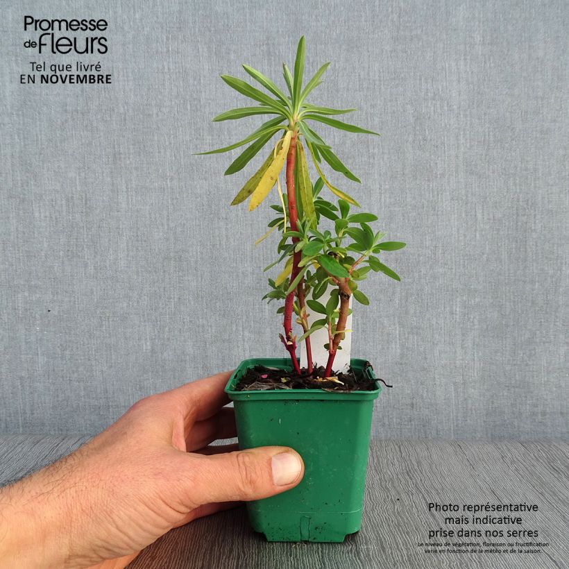 Esimerkki syksyllä toimitetusta Vahatyräkki - Euphorbia characias subsp. characias 8/9 cm taimiruukku-taimesta