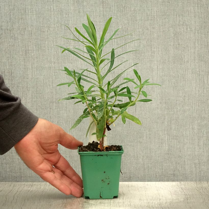 Esimerkki kesällä toimitetusta Vahatyräkki ssp. characias Godet de 8/9 cm-taimesta