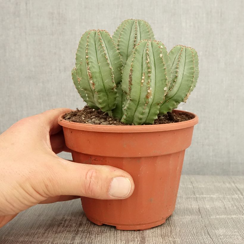 Esimerkki keväällä toimitetusta Tyräkki - Euphorbia glauca Pot de 12 cm / 13 cm-taimesta