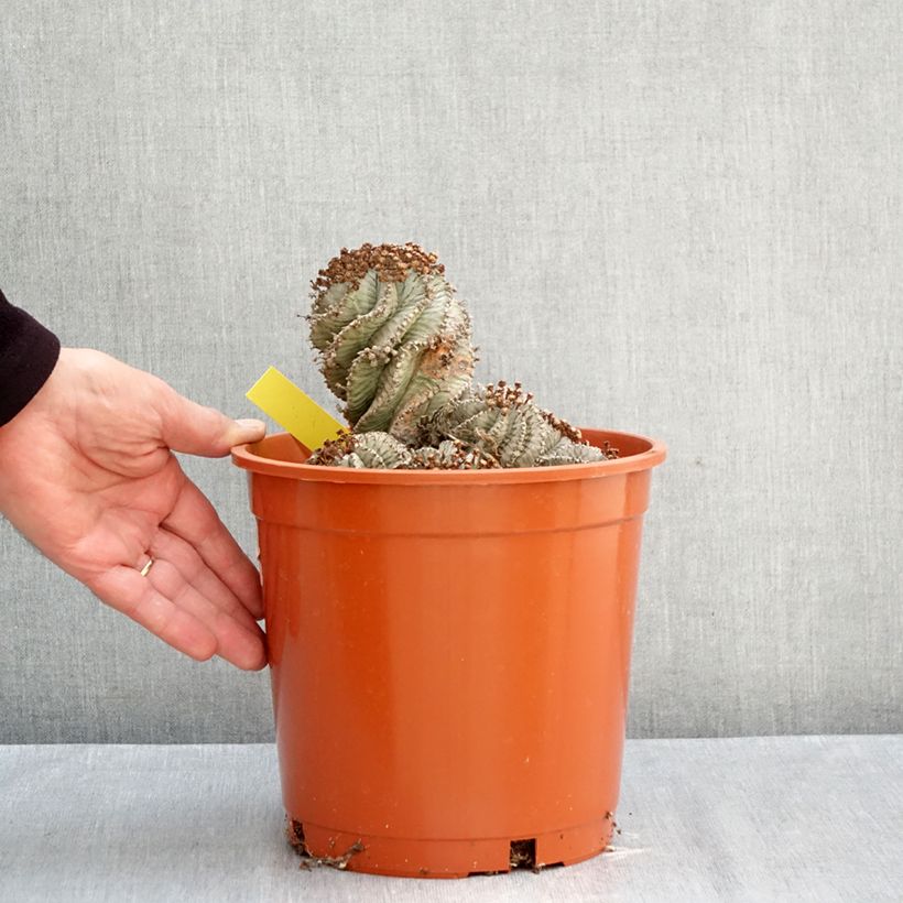 Esimerkki syksyllä toimitetusta Tyräkki - Euphorbia horrida var. alba 4 litran/5 litran ruukku-taimesta