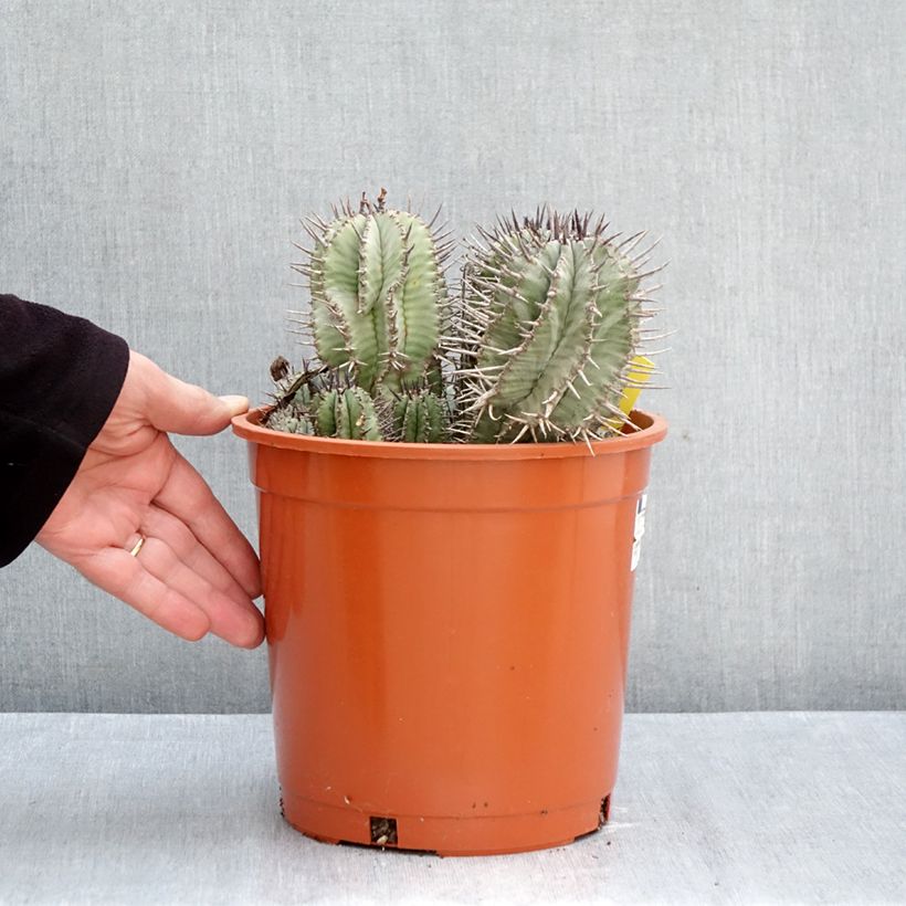 Esimerkki syksyllä toimitetusta Piikkityräkki - Euphorbia horrida 4 litran/5 litran ruukku-taimesta