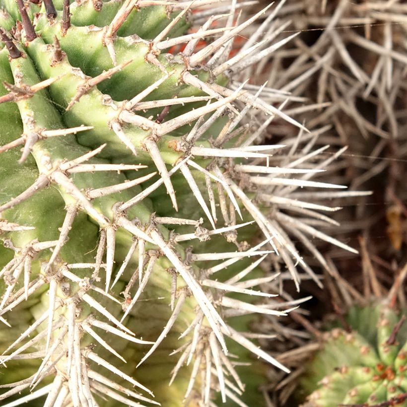 Piikkityräkki - Euphorbia horrida (Lehvistö)