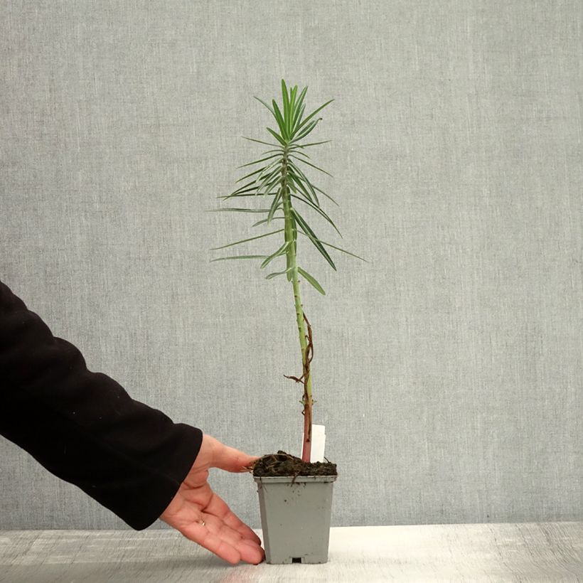 Esimerkki syksyllä toimitetusta Ristityräkki - Euphorbia lathyris 8/9 cm taimiruukku-taimesta