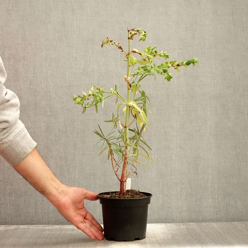 Esimerkki syksyllä toimitetusta Ristityräkki - Euphorbia lathyris 2 litran/3 litran ruukku-taimesta