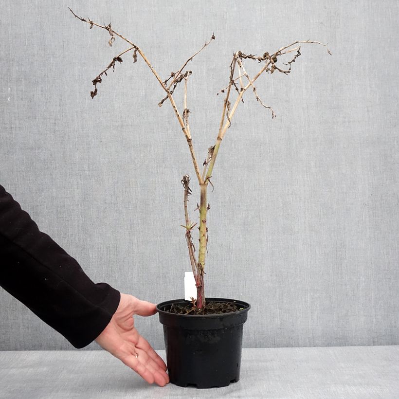 Esimerkki talvella toimitetusta Ristityräkki - Euphorbia lathyris Ruukku 2L / 3L-taimesta