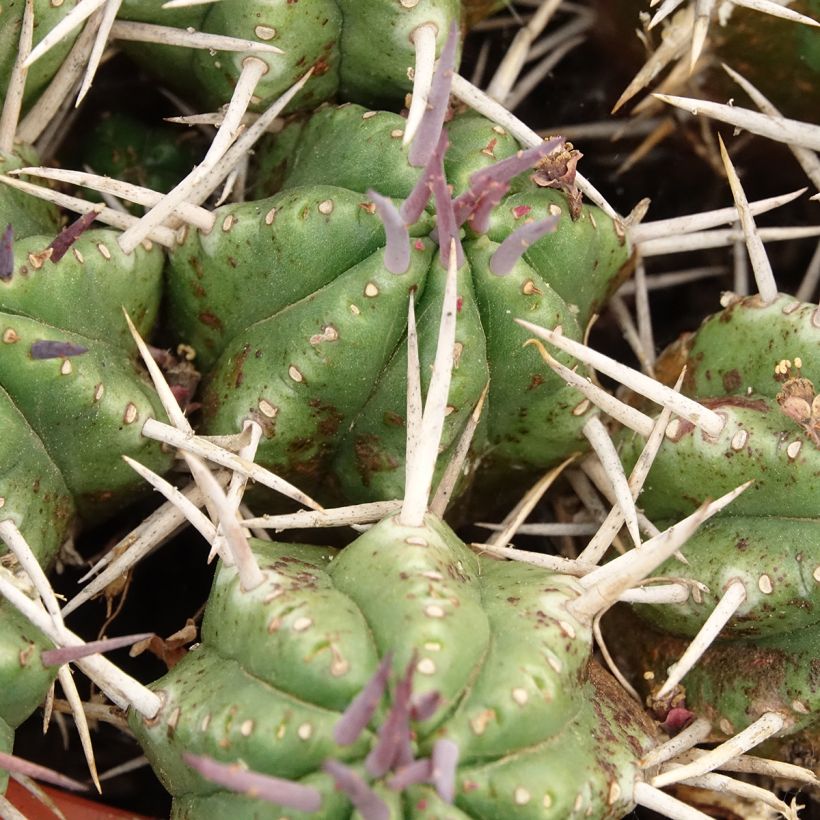 Tyräkki - Euphorbia mammillaris (Lehvistö)