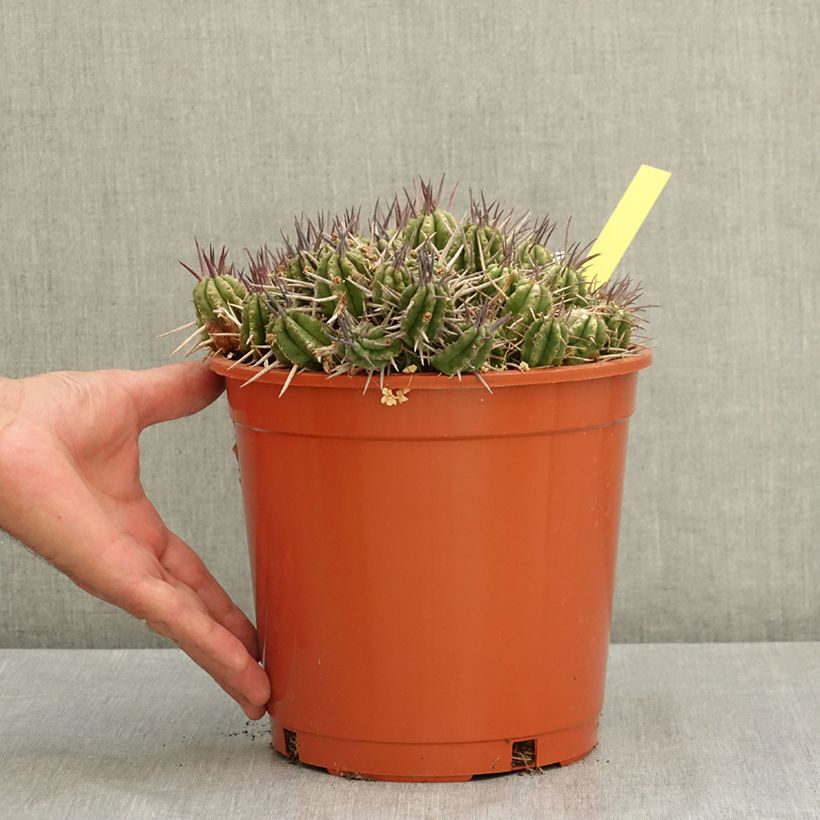 Esimerkki kesällä toimitetusta Tyräkki - Euphorbia mammillaris 4 litran/5 litran ruukku-taimesta