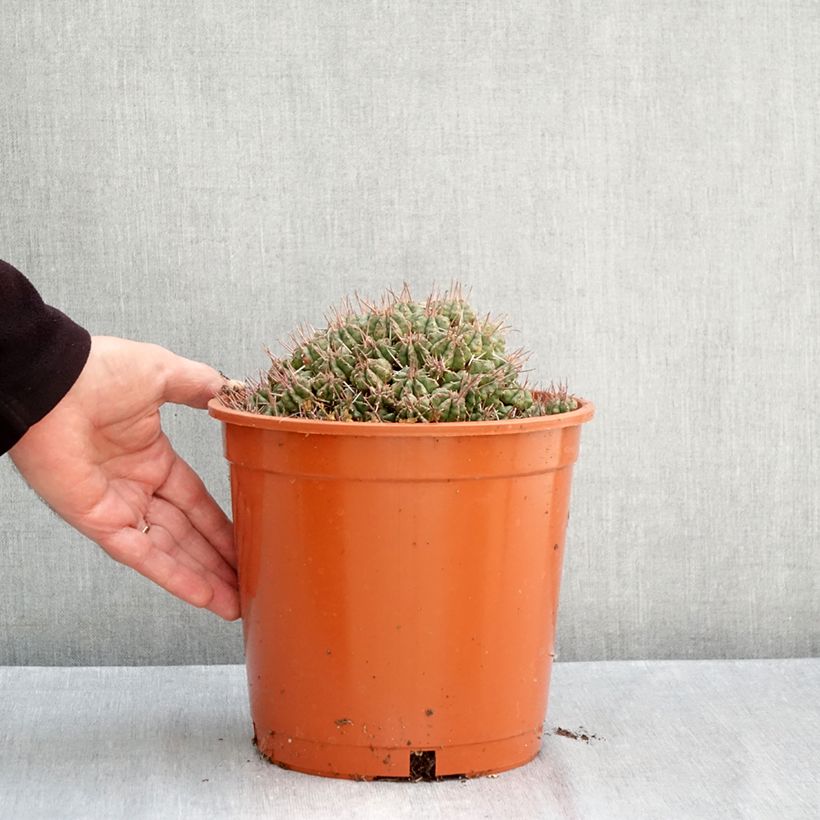 Esimerkki syksyllä toimitetusta Melonityräkki - Euphorbia meloformis 4 litran/5 litran ruukku-taimesta