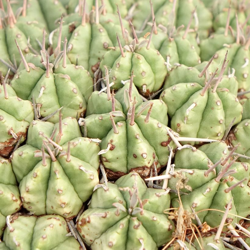 Melonityräkki - Euphorbia meloformis (Lehvistö)