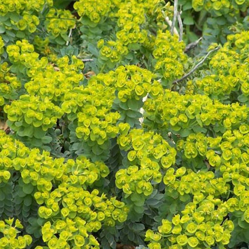 Rentotyräkki - Euphorbia myrsinites (Kasvutapa)