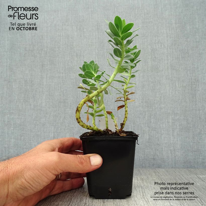 Esimerkki syksyllä toimitetusta Rentotyräkki - Euphorbia myrsinites 8/9 cm taimiruukku-taimesta