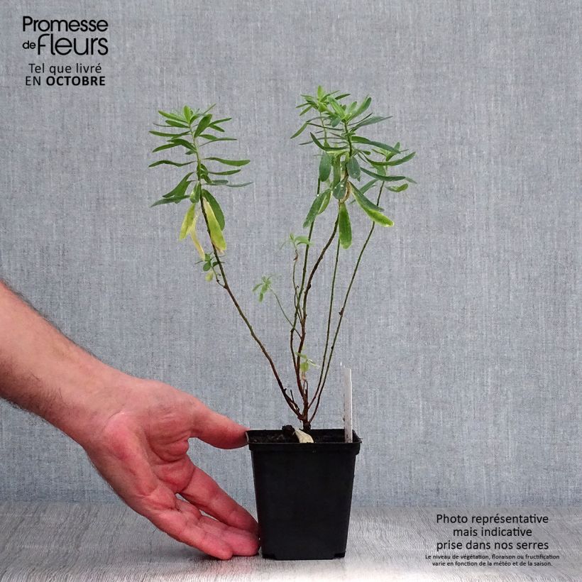 Esimerkki syksyllä toimitetusta Kultatyräkki - Euphorbia polychroma 8/9 cm taimiruukku-taimesta