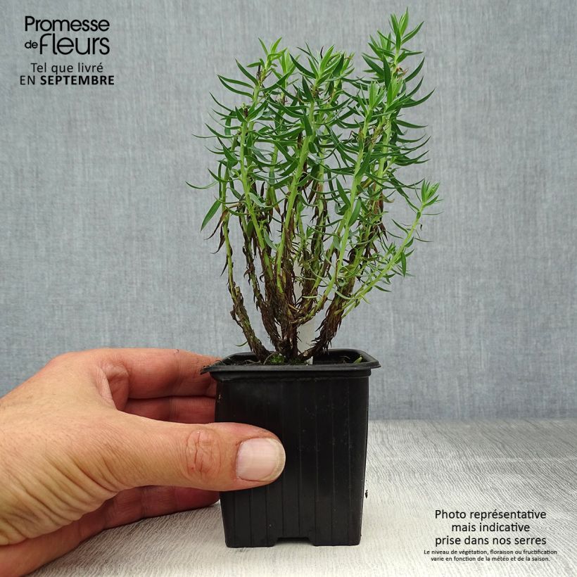 Esimerkki syksyllä toimitetusta Tyräkki - Euphorbia pithyusa 8/9 cm taimiruukku-taimesta