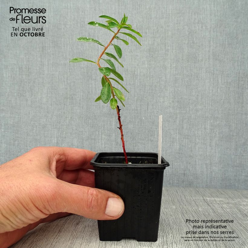 Esimerkki syksyllä toimitetusta Tyräkki - Euphorbia schillingii 8/9 cm taimiruukku-taimesta