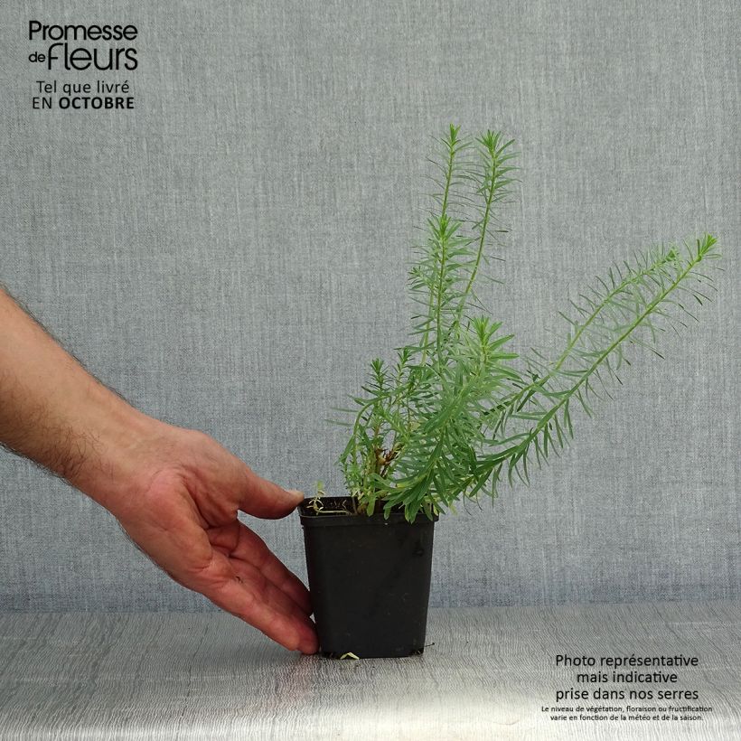 Esimerkki syksyllä toimitetusta Tyräkki - Euphorbia seguieriana subsp. niciciana 8/9 cm taimiruukku-taimesta
