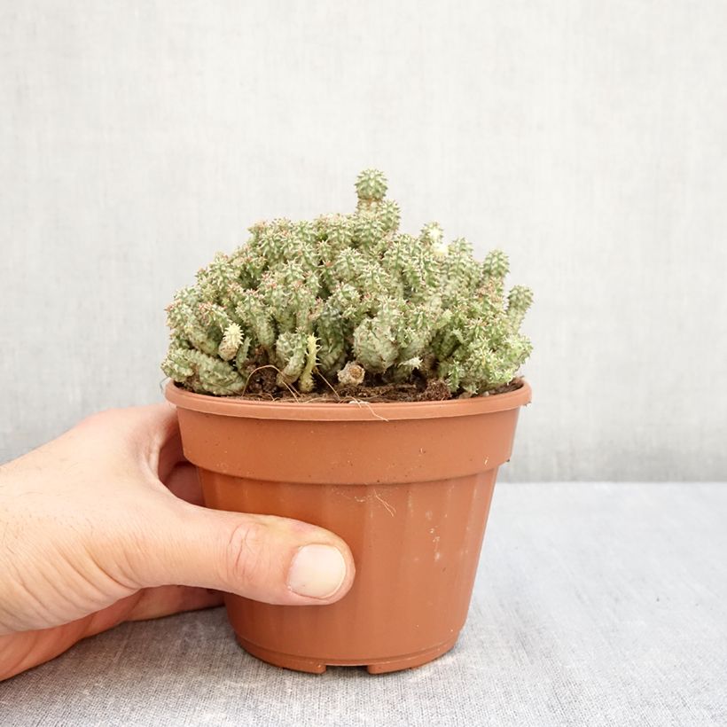 Esimerkki syksyllä toimitetusta Tyräkki - Euphorbia submammillaris 12 cm / 13 cm ruukku-taimesta