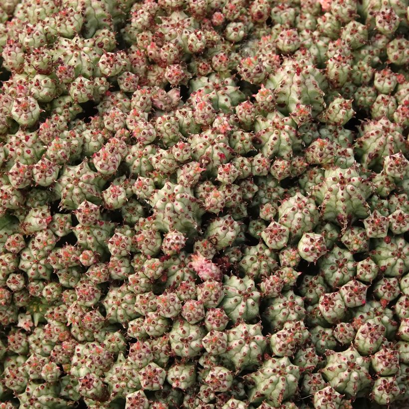 Tyräkki - Euphorbia submammillaris (Lehvistö)