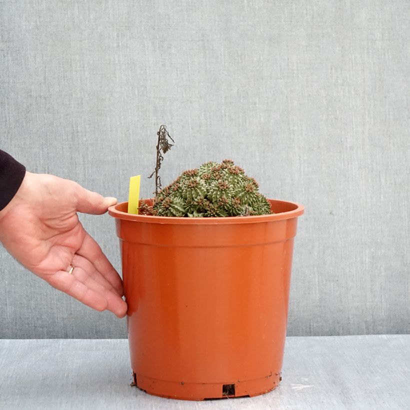 Esimerkki syksyllä toimitetusta Tyräkki - Euphorbia suzannae 4 litran/5 litran ruukku-taimesta
