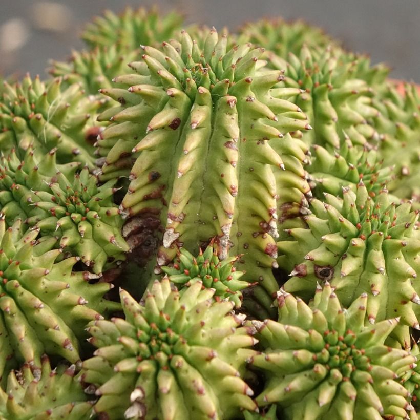 Tyräkki - Euphorbia suzannae (Lehvistö)