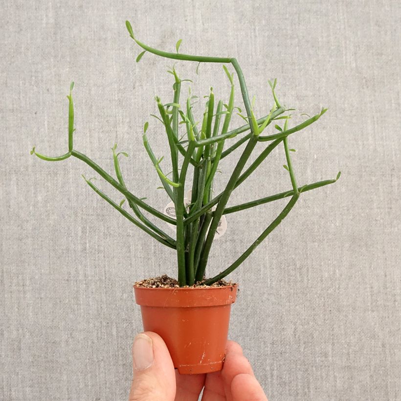 Esimerkki keväällä toimitetusta Mehipuutyräkki - Euphorbia tirucalli Minikasvi-taimesta