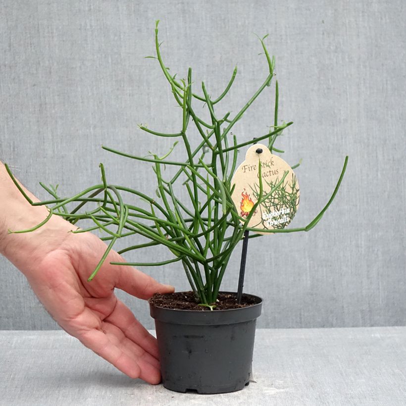 Esimerkki keväällä toimitetusta Mehipuutyräkki - Euphorbia tirucalli 12 cm / 13 cm ruukku-taimesta