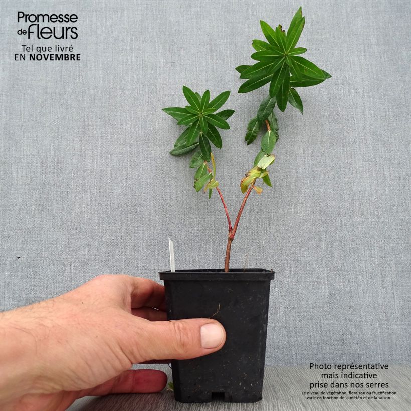 Esimerkki syksyllä toimitetusta Tyräkki - Euphorbia wallichii 8/9 cm taimiruukku-taimesta