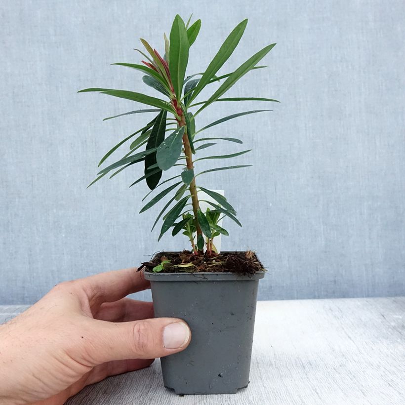 Esimerkki syksyllä toimitetusta Tyräkki Baby Charm 8/9 cm taimiruukku-taimesta