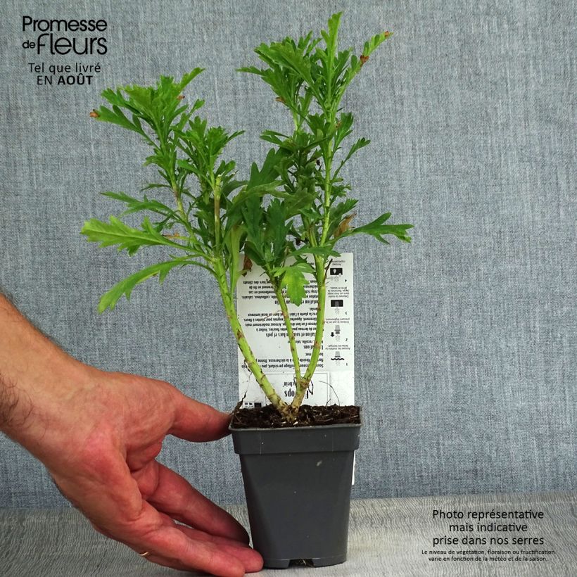 Esimerkki kesällä toimitetusta Euryops chrysanthemoides Sonnenschein - Marguerite de la savane Godet de 8/9 cm-taimesta