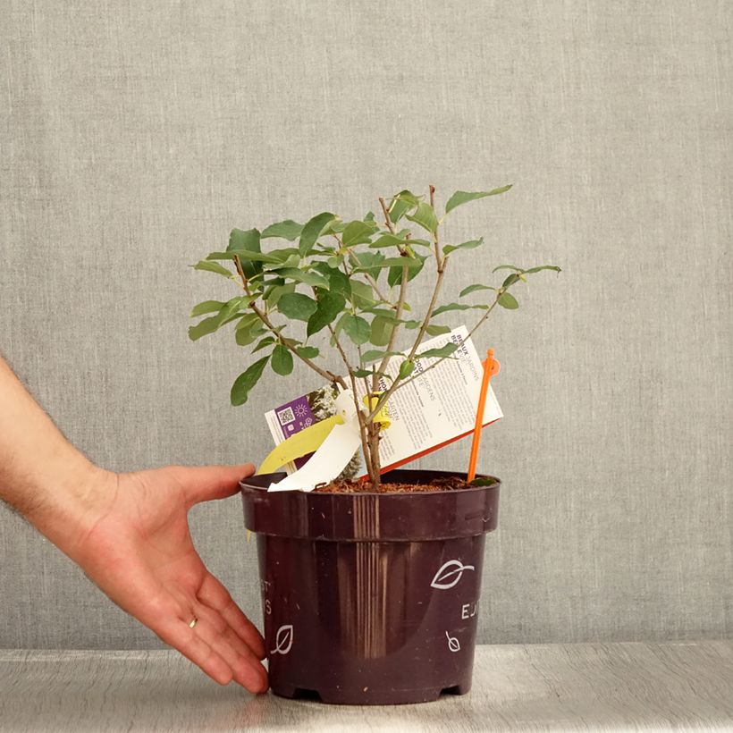 Esimerkki kesällä toimitetusta Helmipensas Lotus Moon Pot de 3L/4L-taimesta