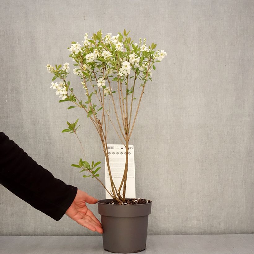 Esimerkki keväällä toimitetusta Helmipensas Magical Springtime Pot de 2L/3L-taimesta
