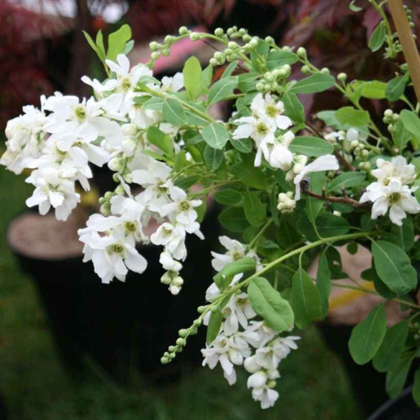Helmipensas The Bride (Kasvutapa)