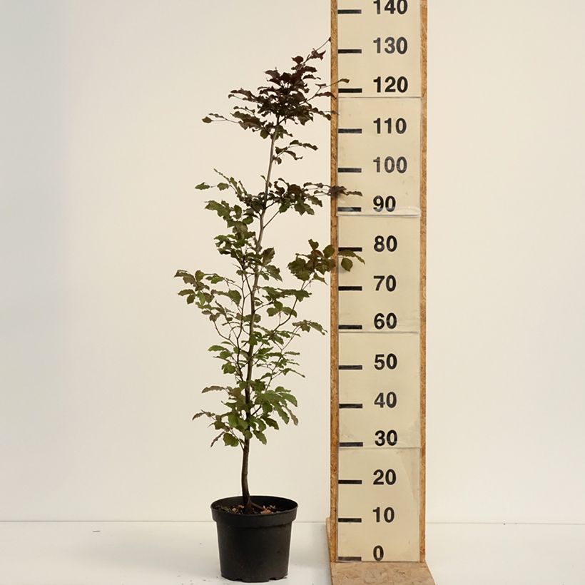 Esimerkki kesällä toimitetusta Euroopanpyökki Atropurpurea Ruukku 4L / 5L-taimesta