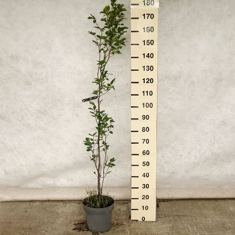 Esimerkki kesällä toimitetusta Euroopanpyökki Dawyck Pot de 4L/5L-taimesta
