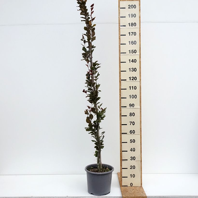 Esimerkki kesällä toimitetusta Euroopanpyökki Dawyck Purple Ruukku 12L / 15L-taimesta