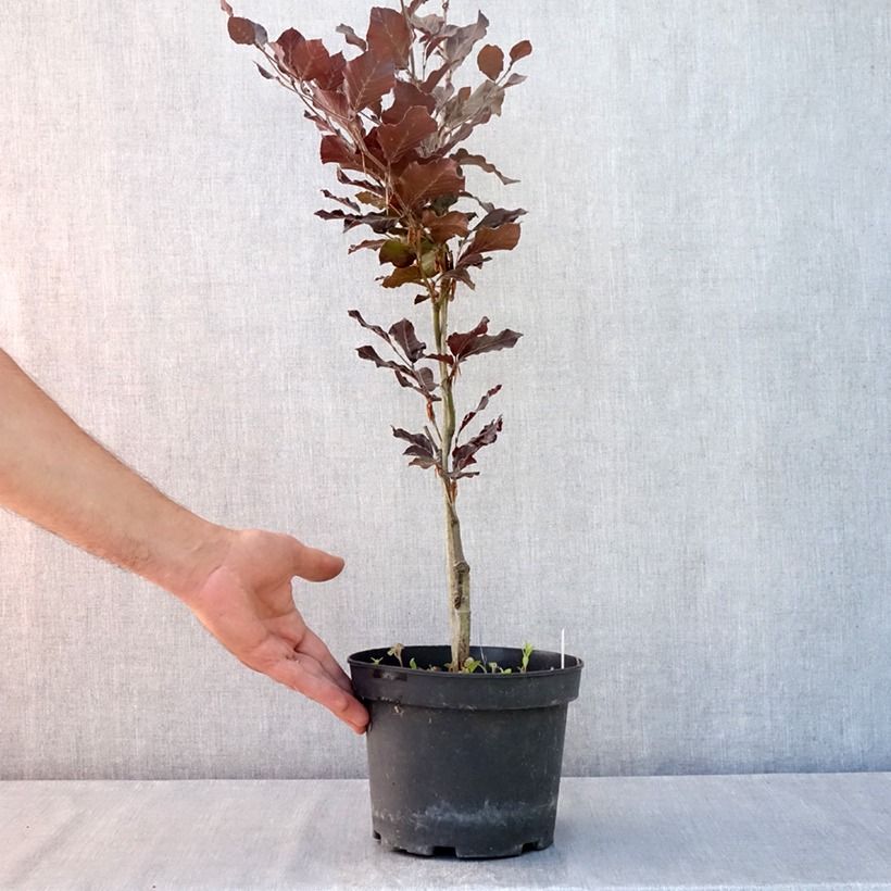 Esimerkki kesällä toimitetusta Euroopanpyökki Dawyck Purple Ruukku 2L / 3L-taimesta