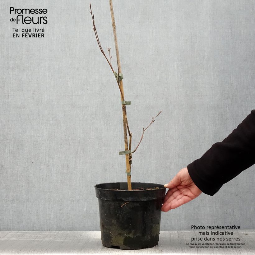 Esimerkki talvella toimitetusta Euroopanpyökki - Fagus sylvatica f. suentelensis 4 litran/5 litran ruukku-taimesta
