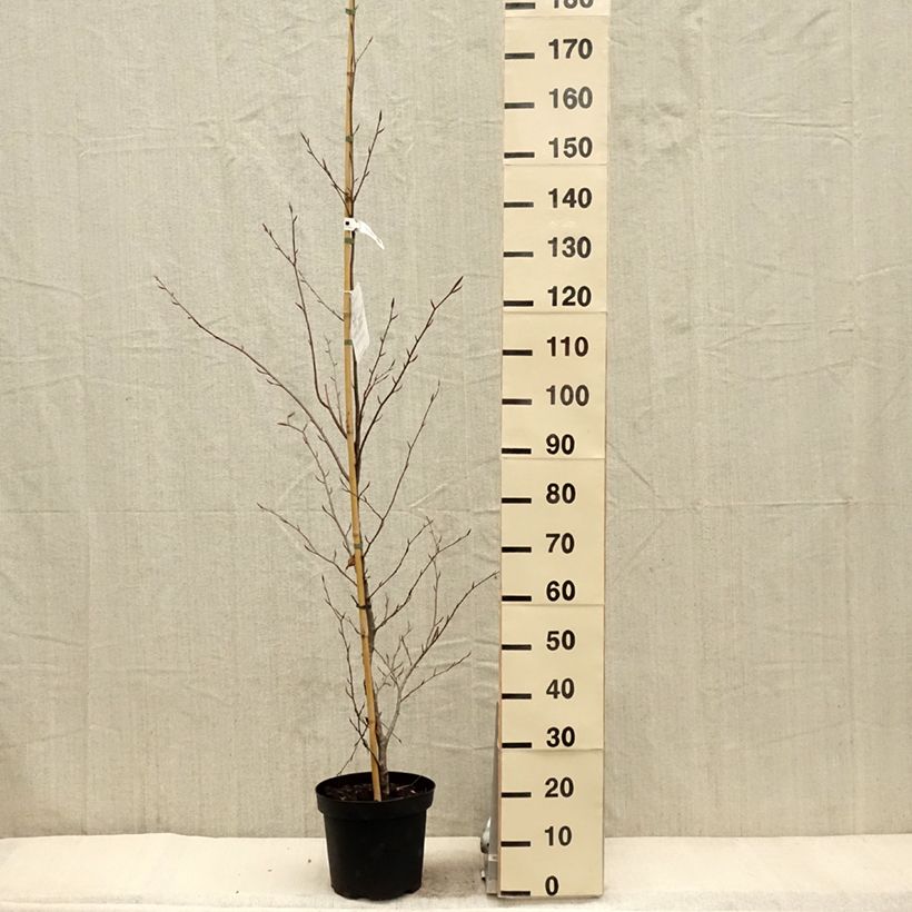 Esimerkki keväällä toimitetusta Fagus sylvatica Midnight Feather - Hêtre Pot de 4L/5L-taimesta