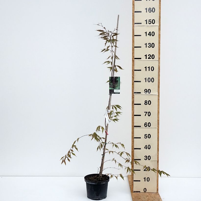 Esimerkki kesällä toimitetusta Euroopanpyökki Midnight Feather Pot de 4L/5L-taimesta